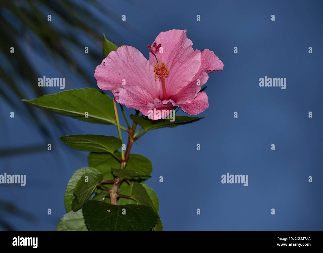 A close-up view of a pink hibiscus flower contrasts with the blue hues of the evening sky and palm tree fronds form a serene backdrop. Stock Photo