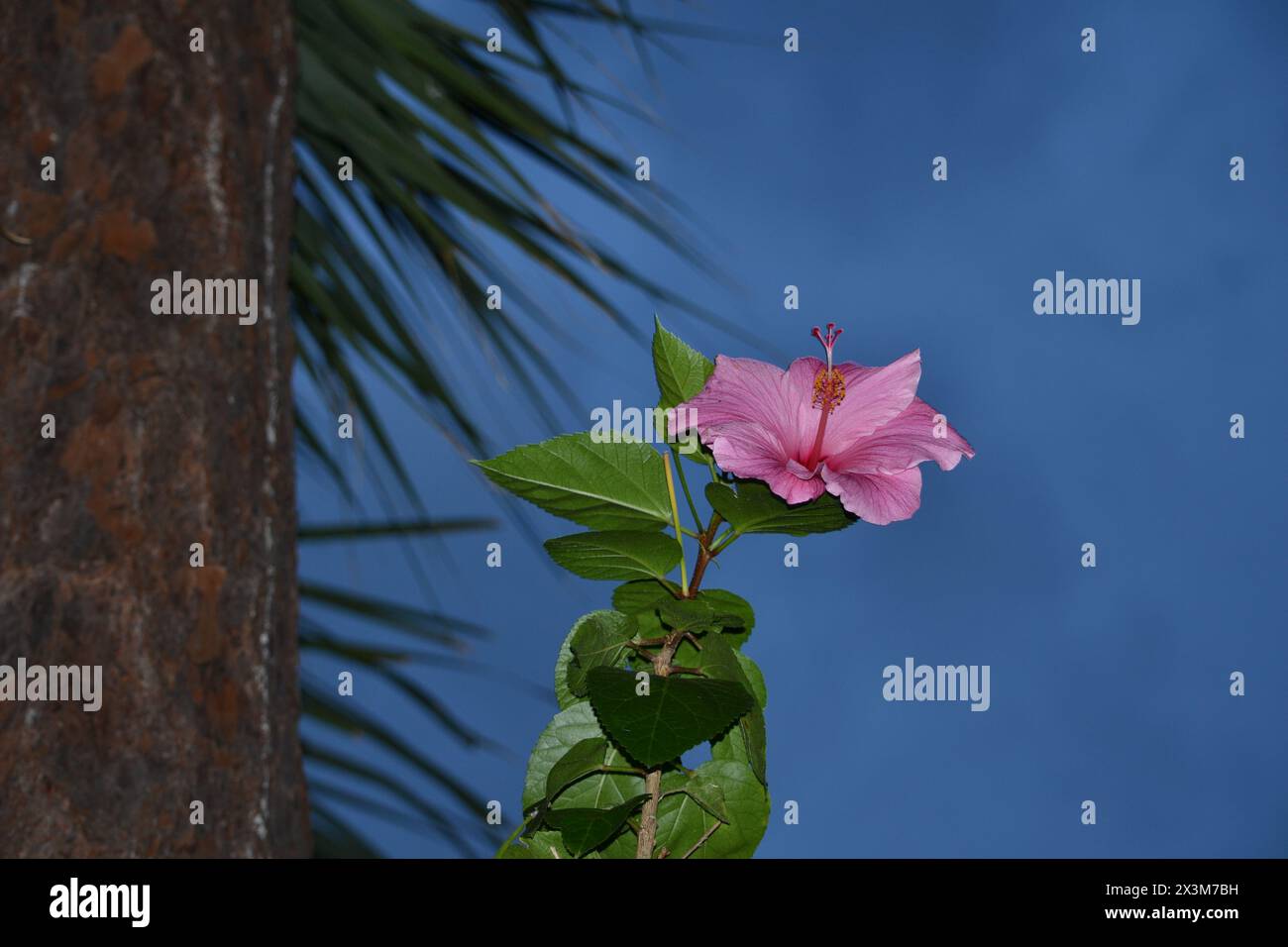 A beautiful pink hibiscus flower contrasts with the blue hues of the evening sky, while pine and palm trees form a serene backdrop. Stock Photo