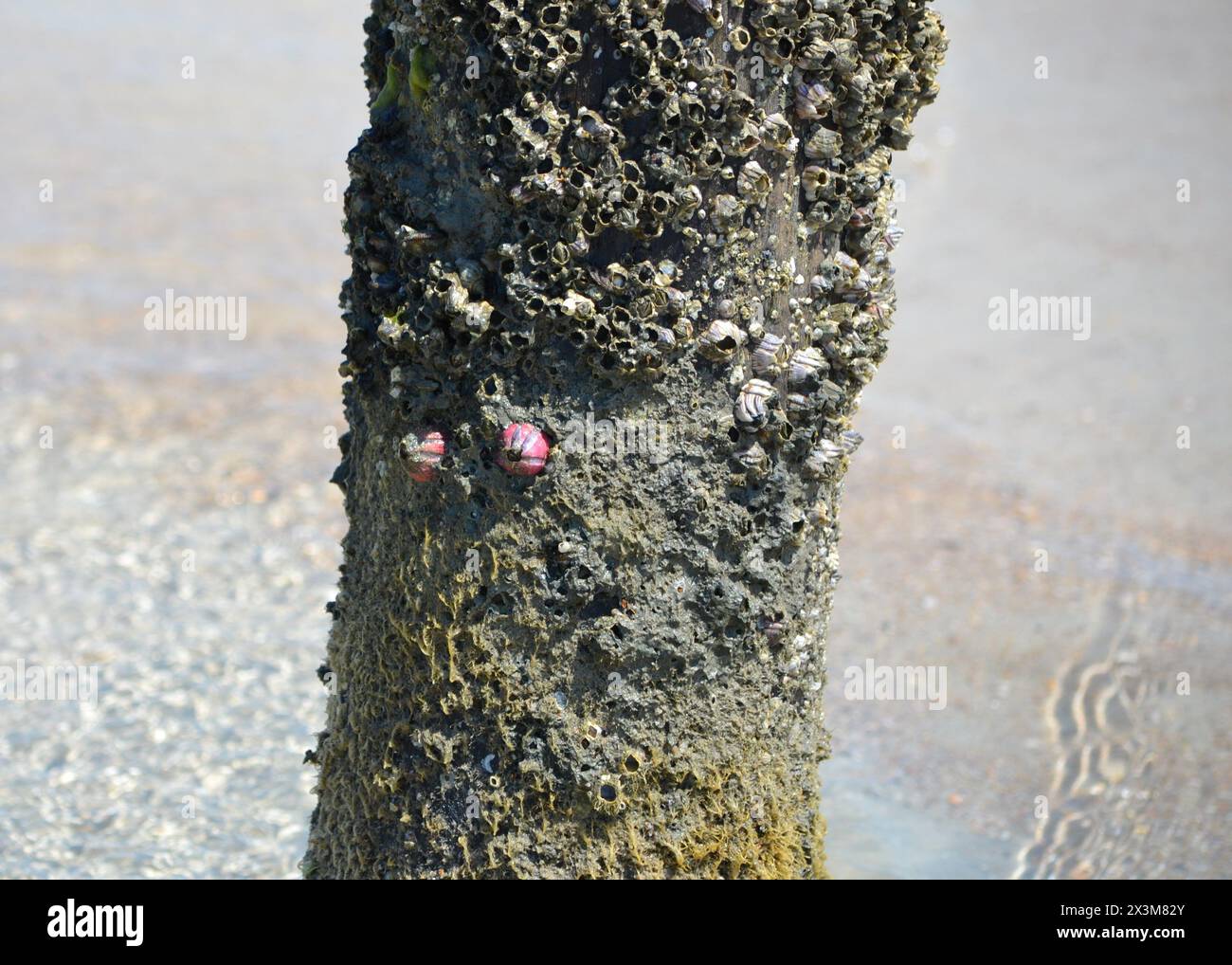 Rare pink titan acorn barnacles, large species with calcareous plates forming a steep-sided cone on a wood pole piling at Ponce Inlet Beach, Florida. Stock Photo