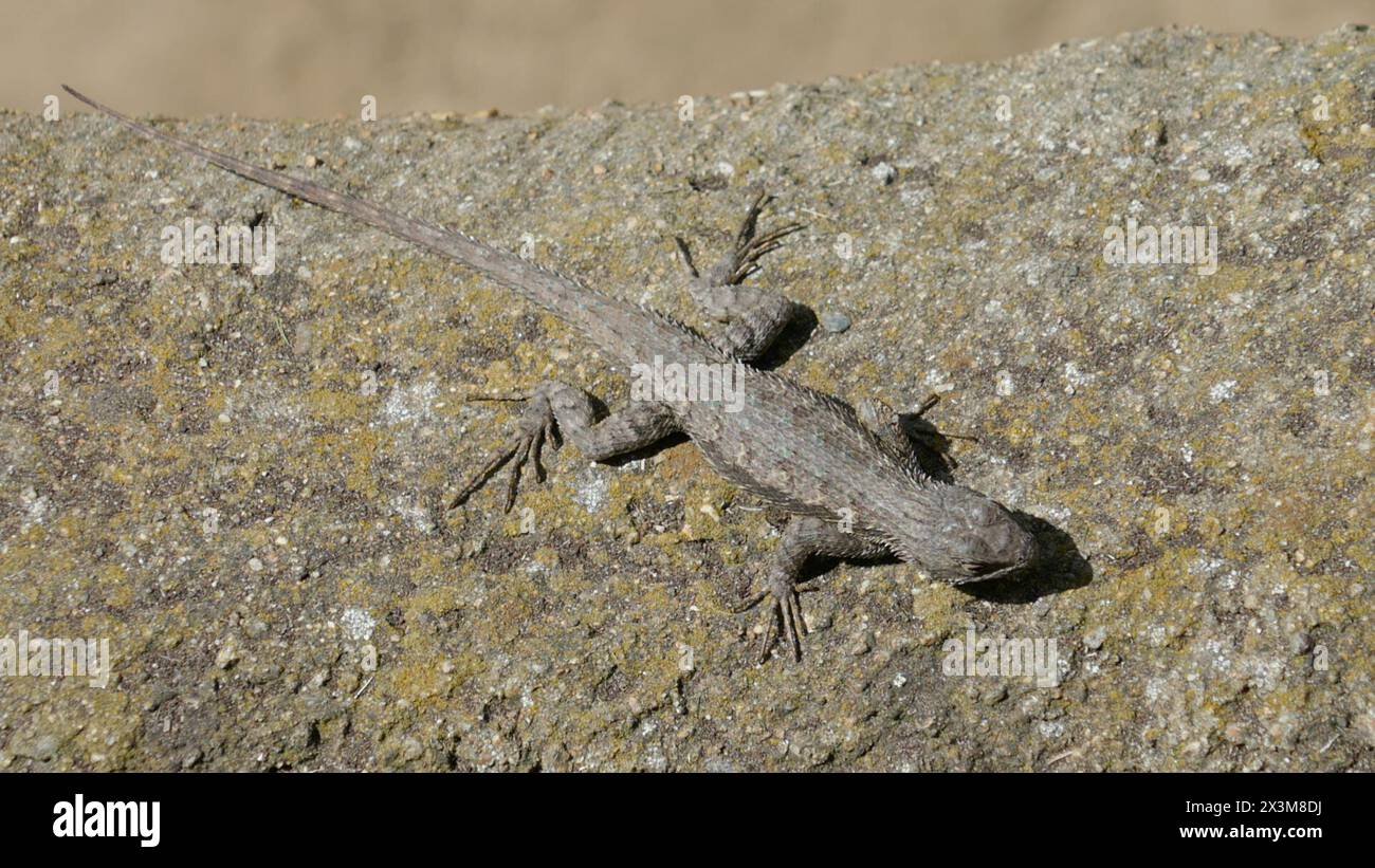 April Lizard Los Angeles, California, USA 26th April 2024 Lizard at LA Zoo on April ...