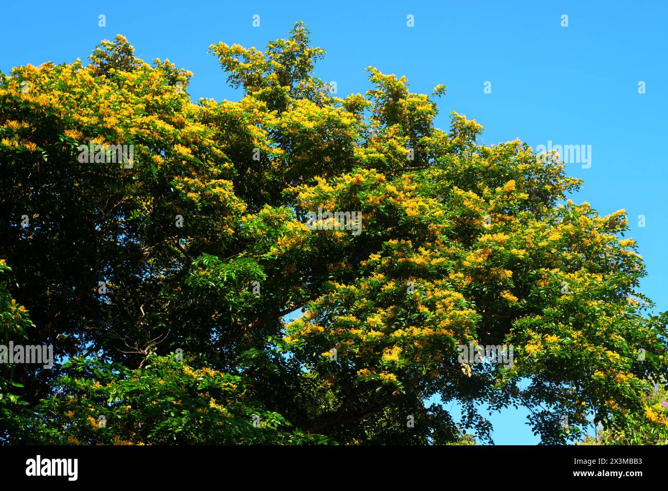 Flowering narra tree or Pterocarpus indicus tropical tree in Philippines. Stock Photo