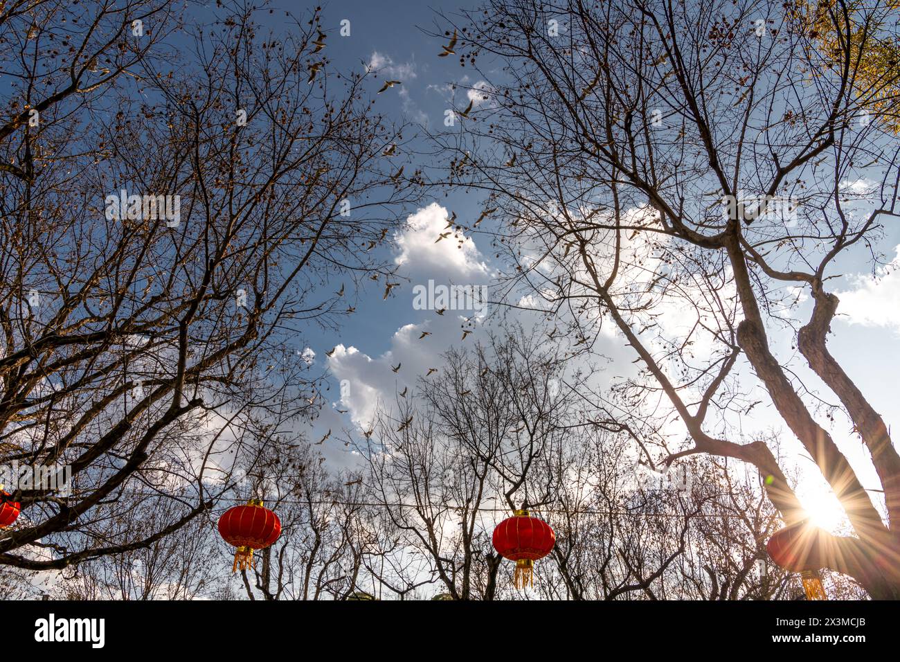 Chinese red lanterns, flying birds and the sunset sky in Kunming city park, China Stock Photo