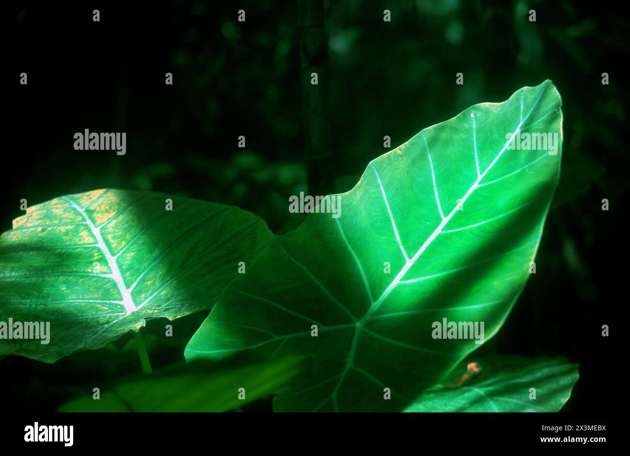 Rainforest leaves hi-res stock photography and images - Alamy
