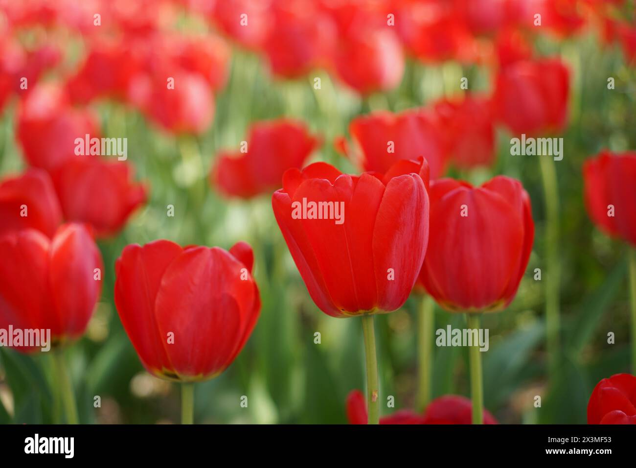 Red tulips in the garden. Spring flowers. Nature background Stock Photo ...