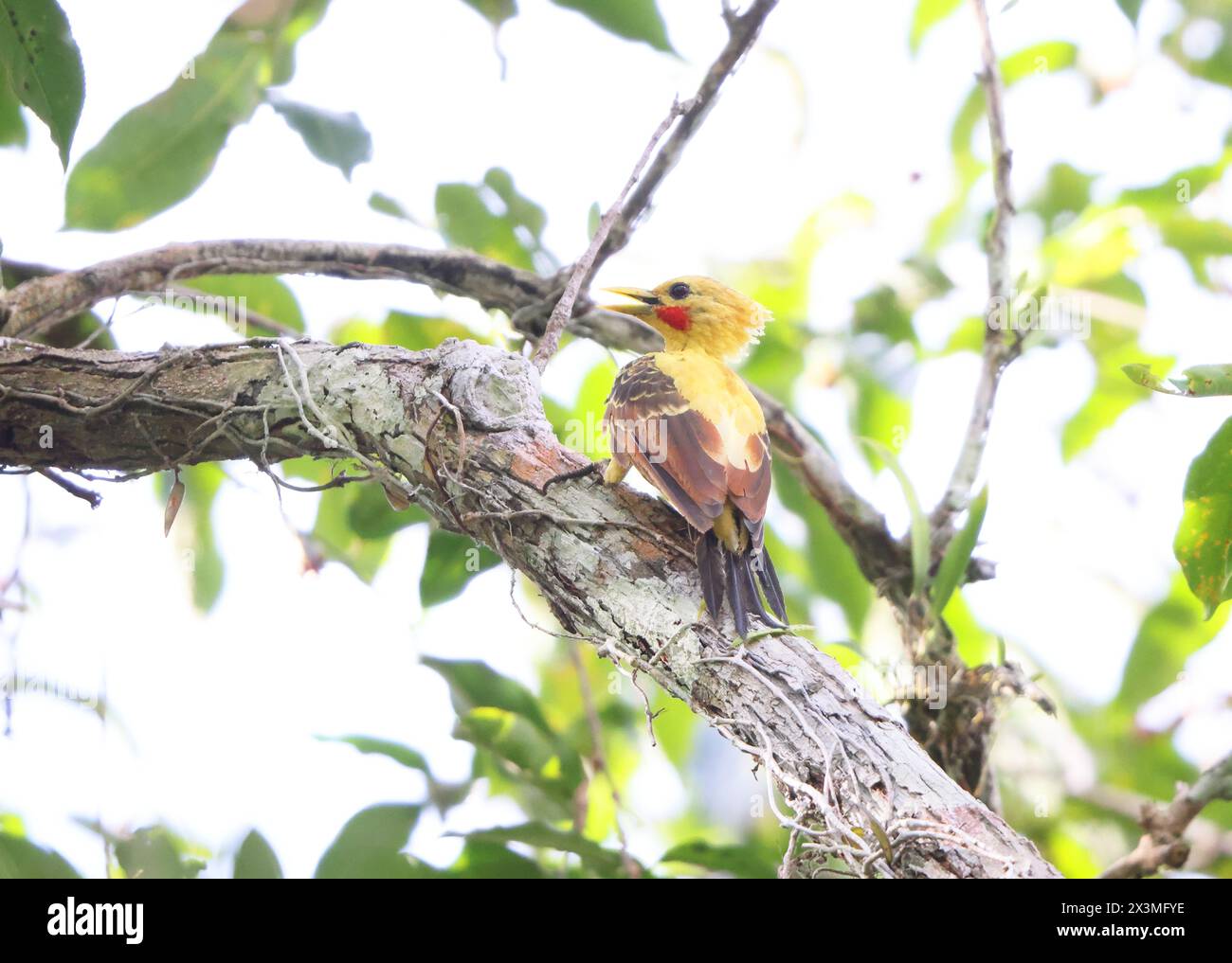 The cream-colored woodpecker (Celeus flavus) is a species of bird in ...