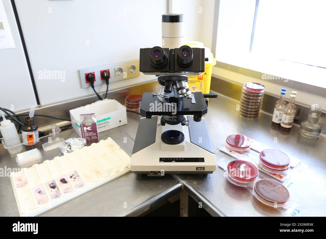 API Microbiology test, Identifying bacteria Laboratory technician performing an Analytical