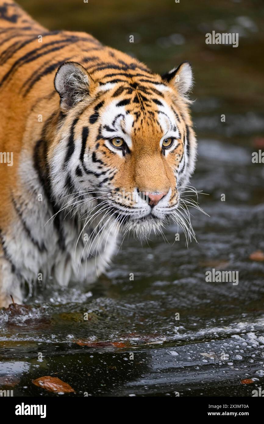 Siberian Tiger Or Amur Tiger Panthera Tigris Altaica Bathing In A Siberian Tiger Or Amur Tiger Panthera Tigris Altaica Bathing In A