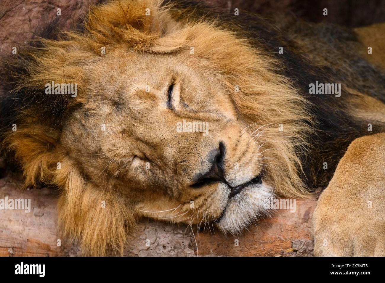 Portrit of an Asiatic lion (Panthera leo persica) male sleeping, captive, habitat in India Stock Photo