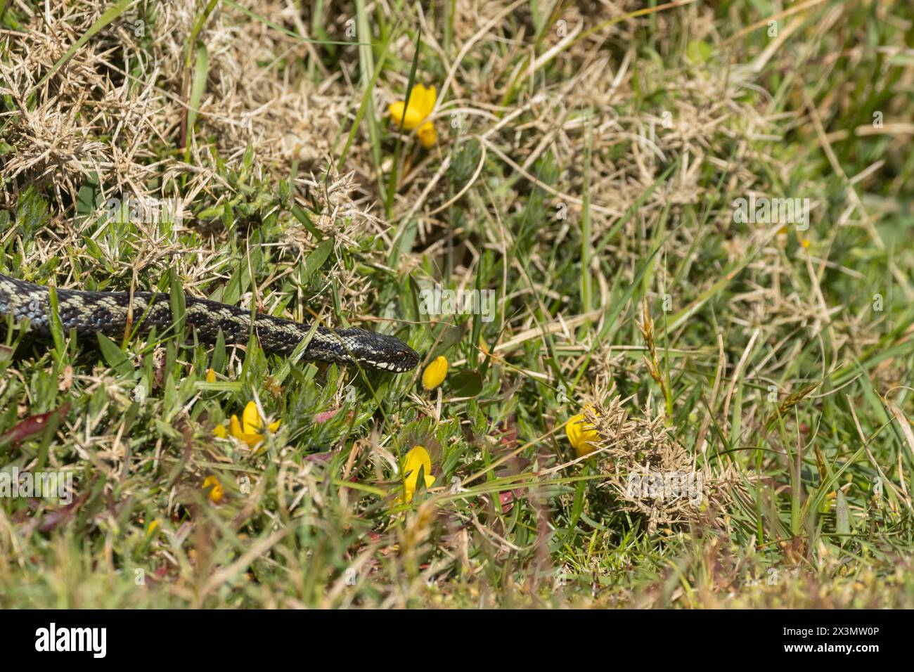 European adder (Vipera berus) adult snake on a gorse bush, England ...