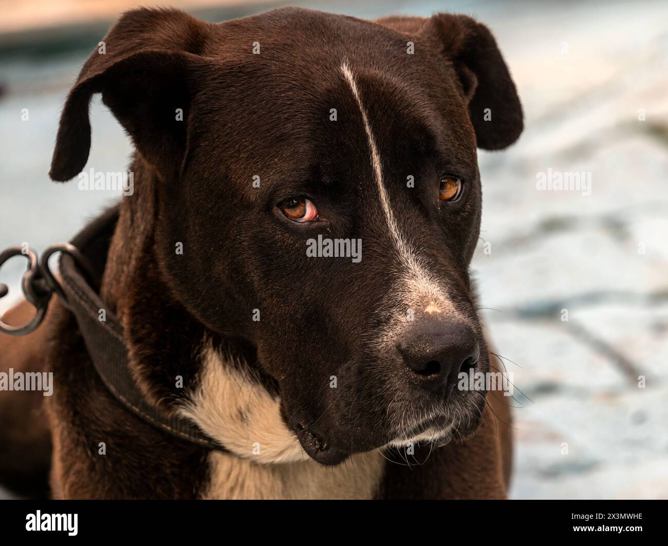 The sad look of the chained dog Stock Photo