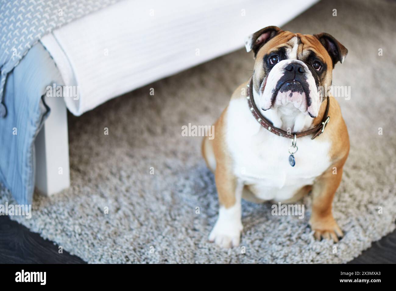 Bull dog, portrait and home bedroom or pet on apartment carpet for animal care, healthy or best friend. Domestic, face and house with collar in New Stock Photo