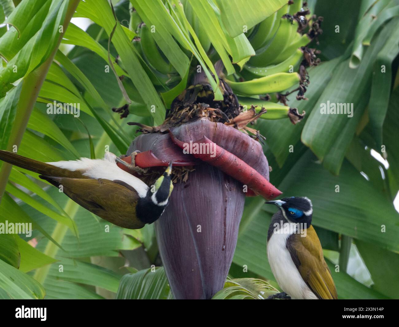 Banana-birds feeding on nectar from banana tree flowers, fruiting ...