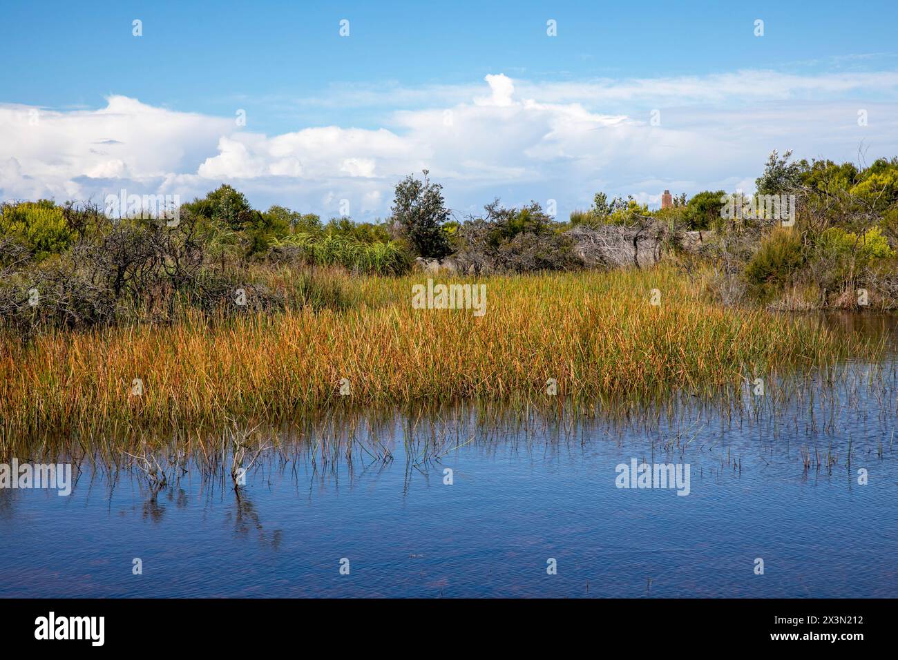 Old Quarry swamp on North Head Manly, located near Shelly beach lookout on the North head road walking trail, Sydney,NSW,Australia Stock Photo