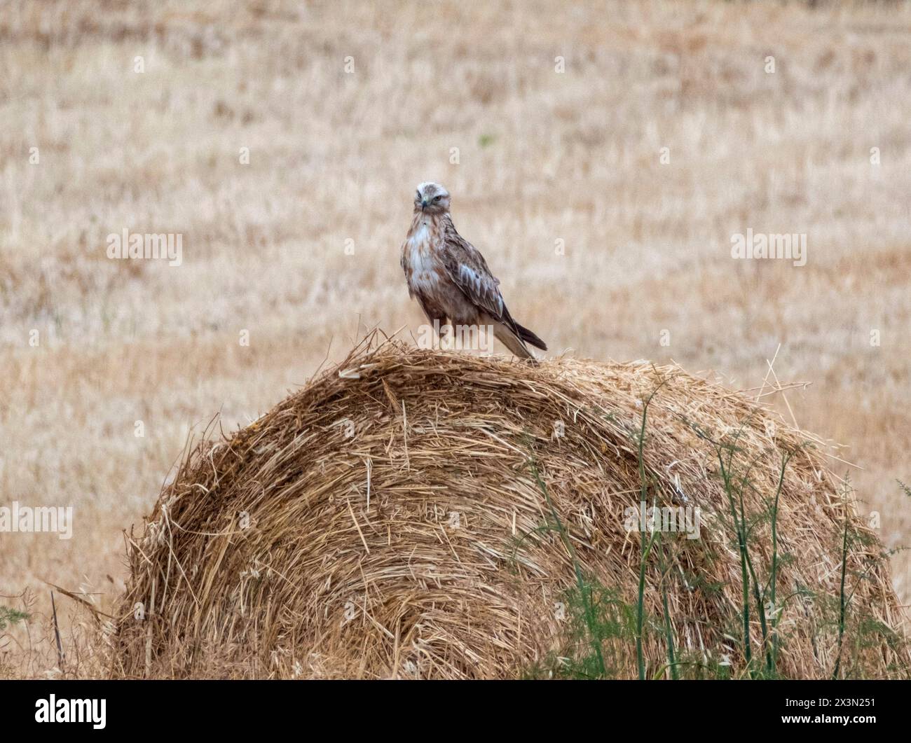 Long Legged Buzzard (Buteo rufinus) perched on a straw bale, Republic ...