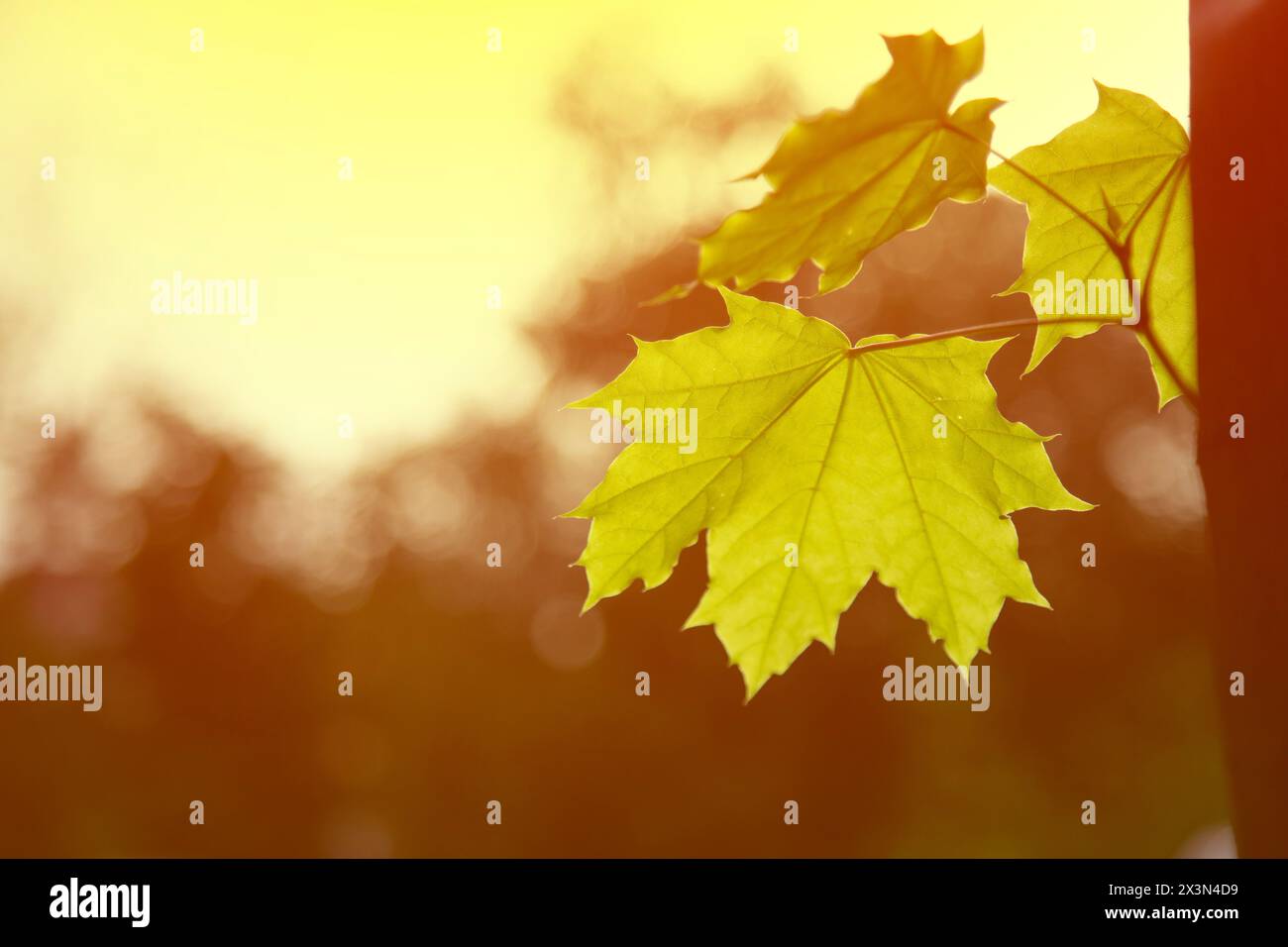 Beautiful spring leaves of maple tree against sunset light . Horizontal shot , copy space Stock Photo
