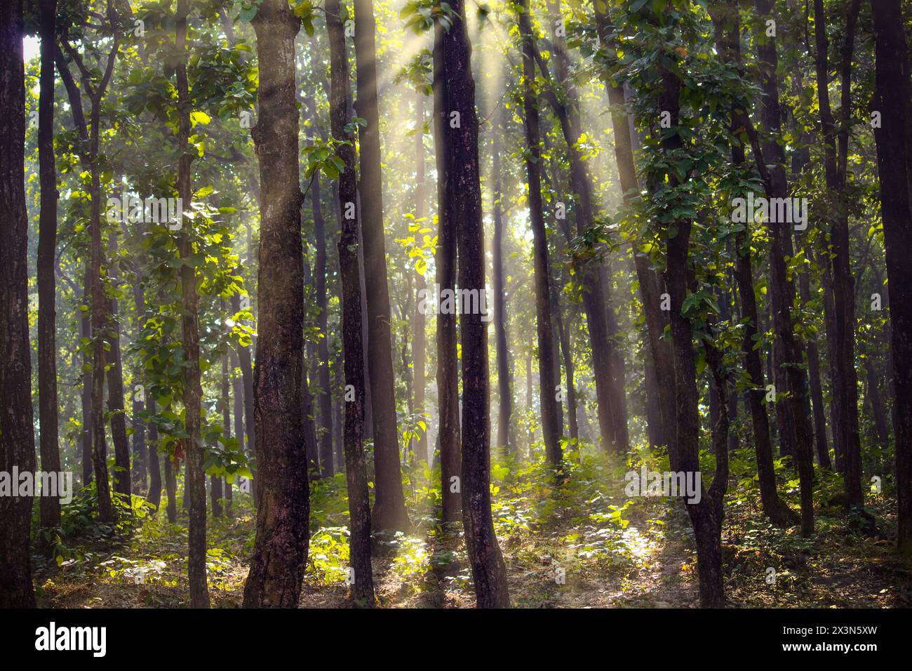 God rays hi-res stock photography and images - Alamy