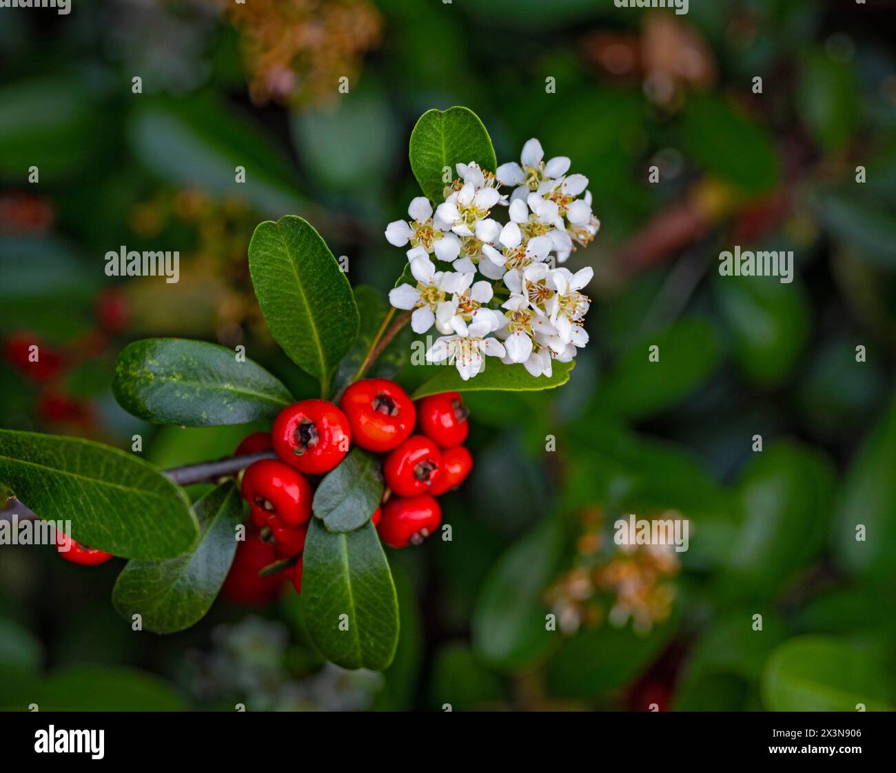 White flowers of slender firethorn Stock Photo