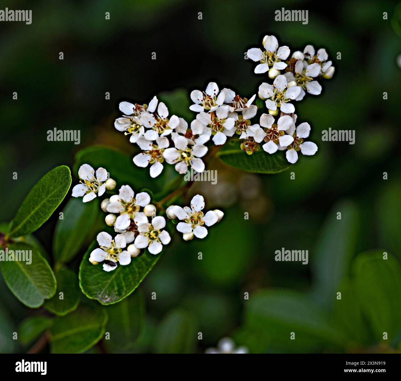 White flowers of slender firethorn Stock Photo