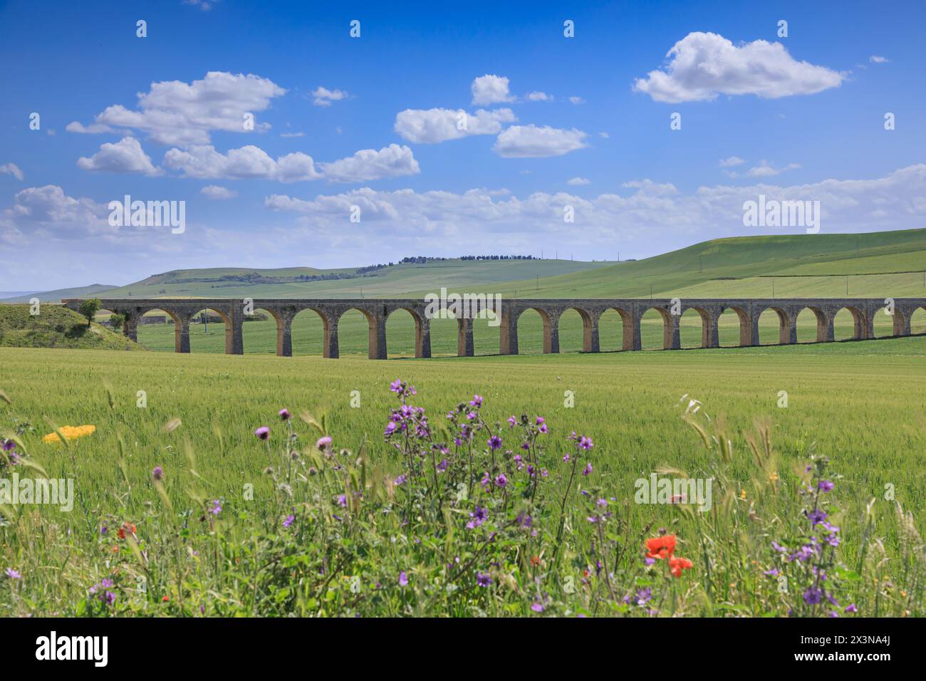 Springtime: hilly landscape with green wheat fields and viaduct. View of the Bridge of 21 Arches, the ghost railway bridge near Spinazzola town. Stock Photo