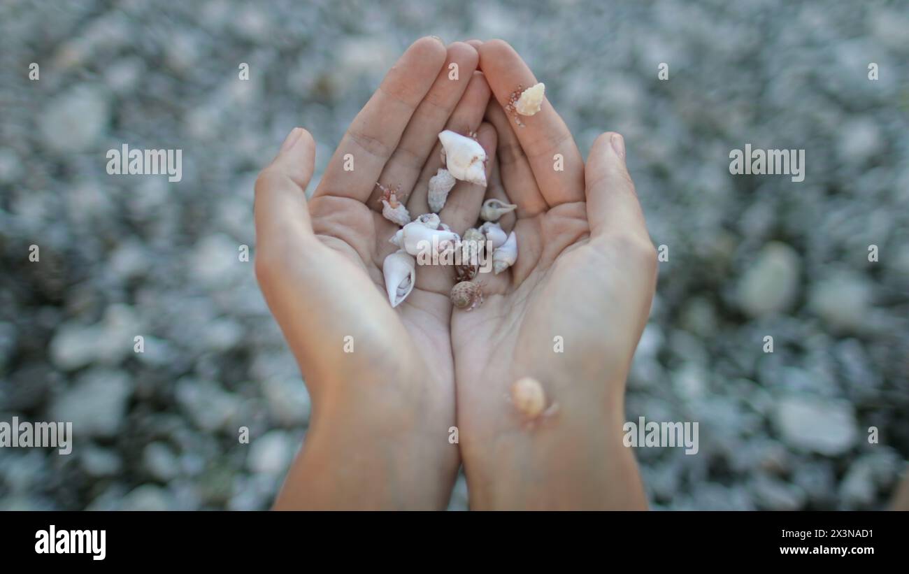 Various individual shells hi-res stock photography and images - Alamy