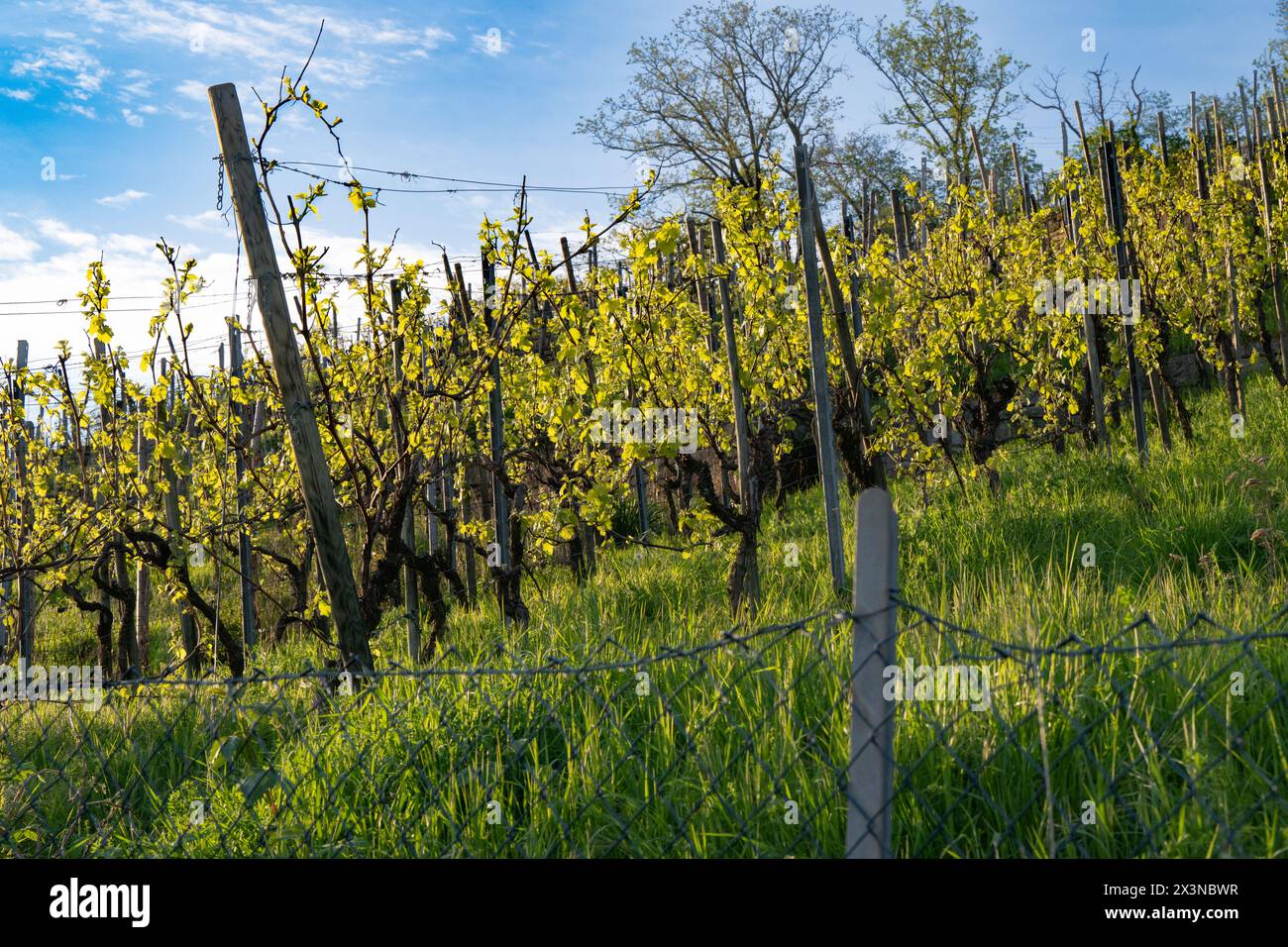 View over the fence: Vines with young shoots and leaves. Stock Photo