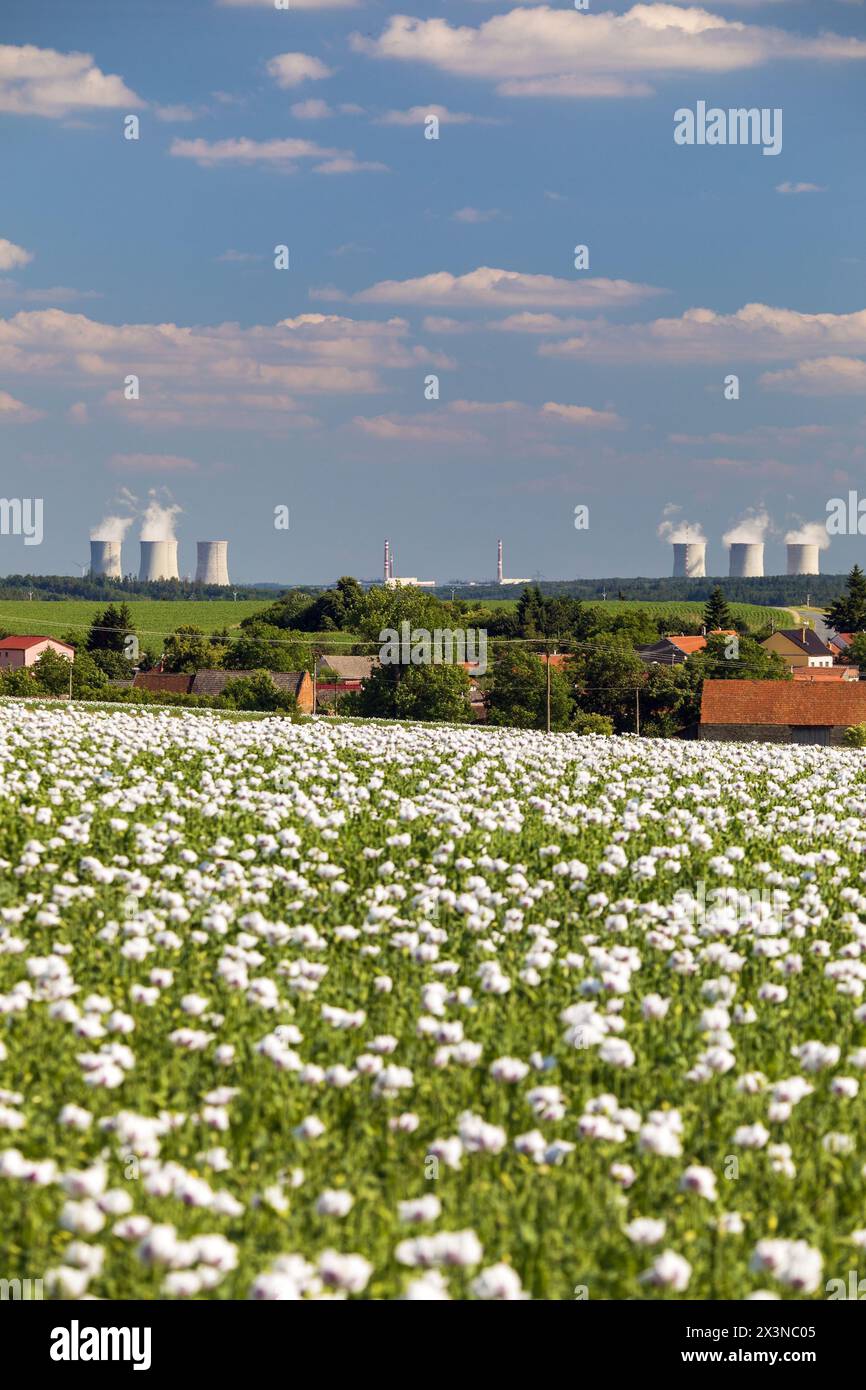 flowering opium poppy field in Latin papaver somniferum and Nuclear power plant Dukovany, white colored poppy is grown in Czech Republic for food indu Stock Photo