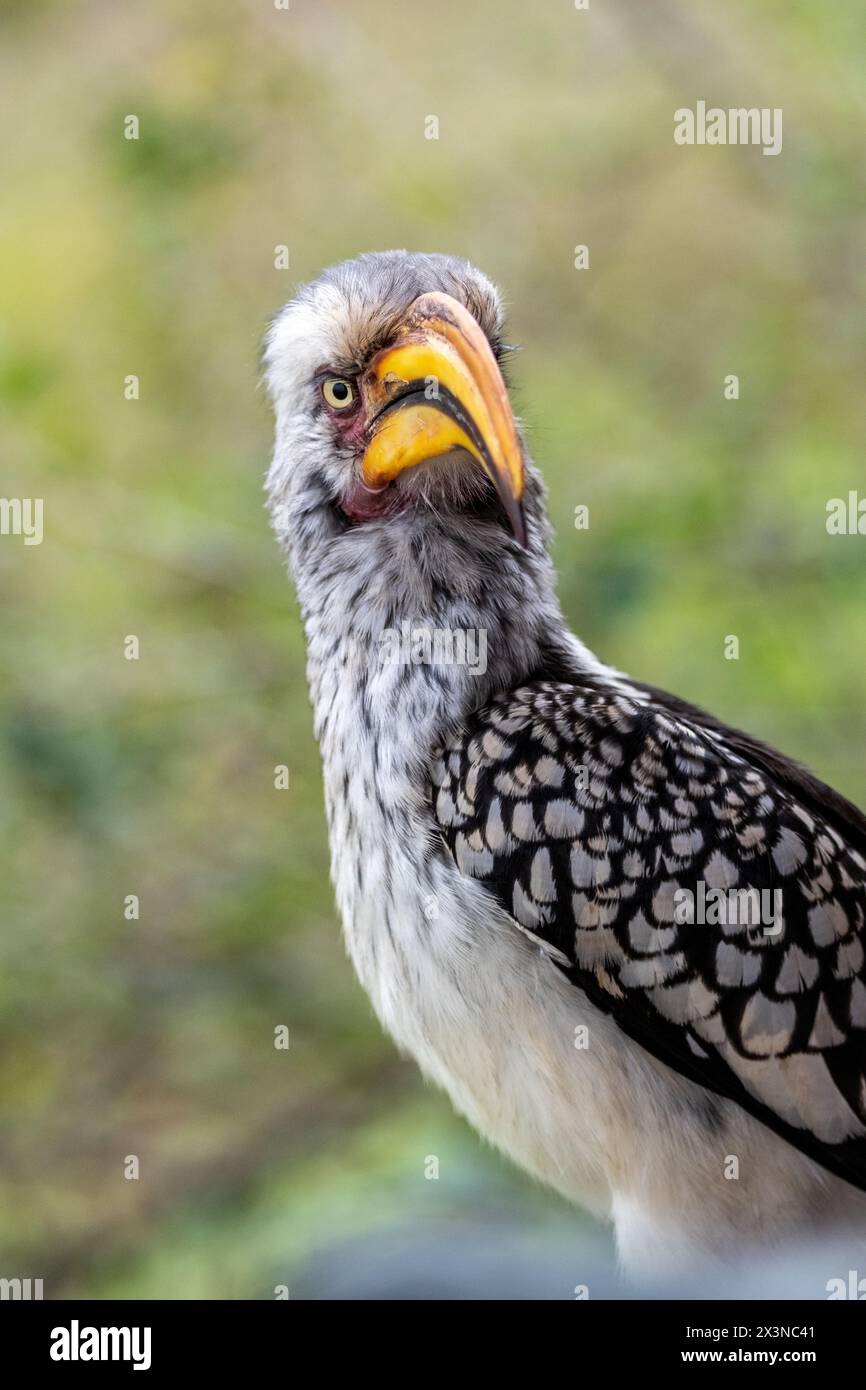 A yellow-billed hornbill close-up Stock Photo