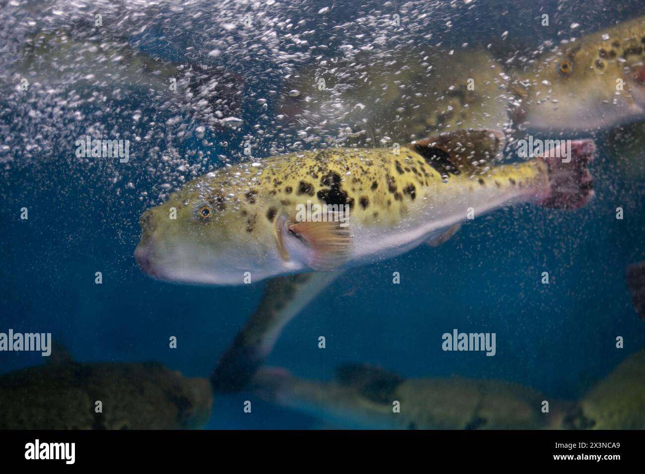 Fugu, or puffer fish, are luxury fish that are used as ingredients in food eaten all year round in Japan. These fish are actually poisonous. Stock Photo