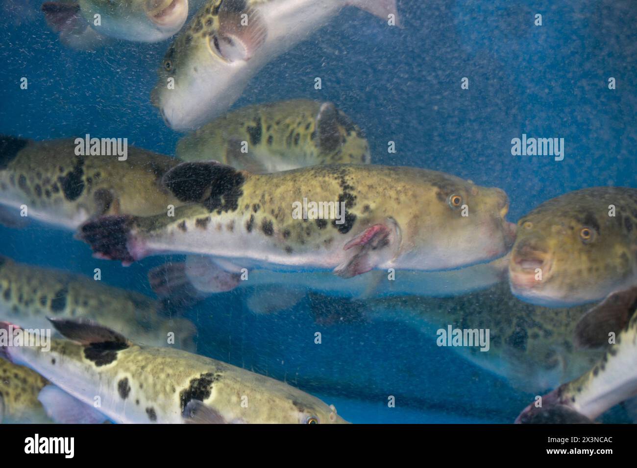 Fugu, or puffer fish, are luxury fish that are used as ingredients in food eaten all year round in Japan. These fish are actually poisonous. Stock Photo