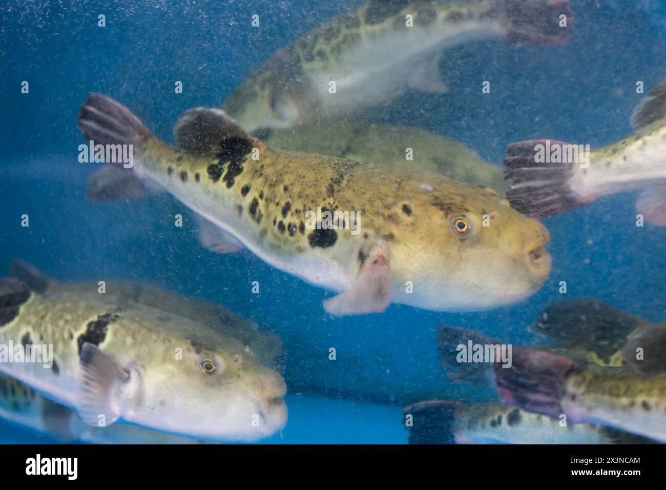 Fugu, or puffer fish, are luxury fish that are used as ingredients in food eaten all year round in Japan. These fish are actually poisonous. Stock Photo