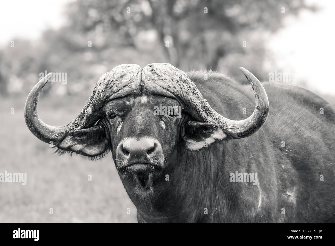South african black boy hi-res stock photography and images - Alamy
