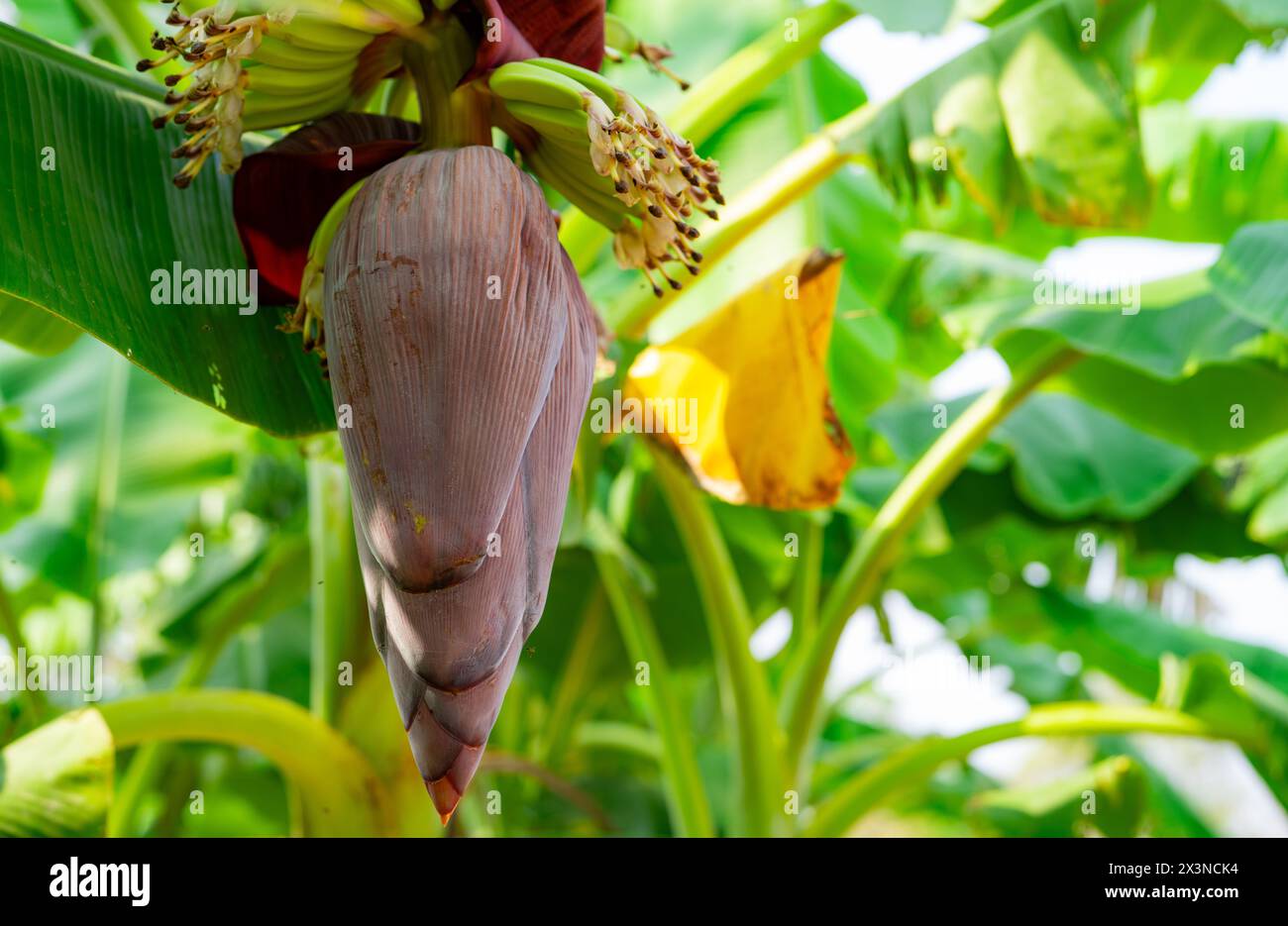 Banana blossom. Plant-based raw material for vegan fish and meat alternatives. Banana heart. Purple-skinned banana flower. Sustainable source Stock Photo