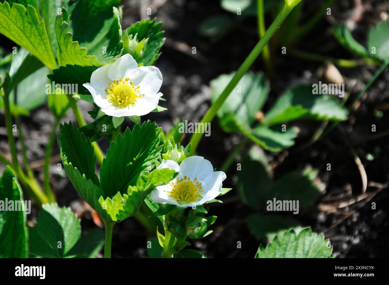 White flowers in sun hi-res stock photography and images - Alamy