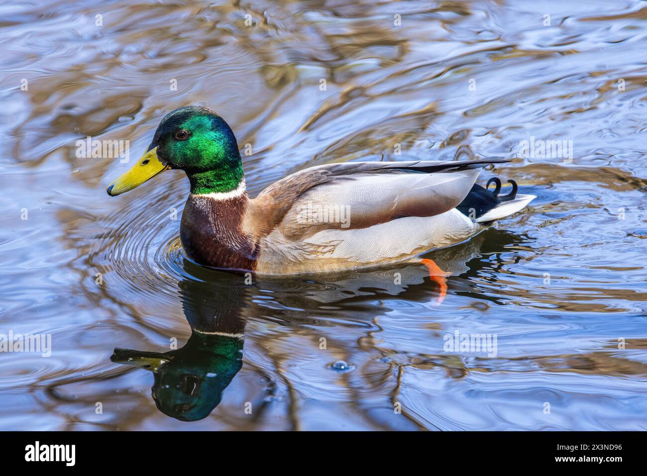Wild duck swims in a forest lake Stock Photo