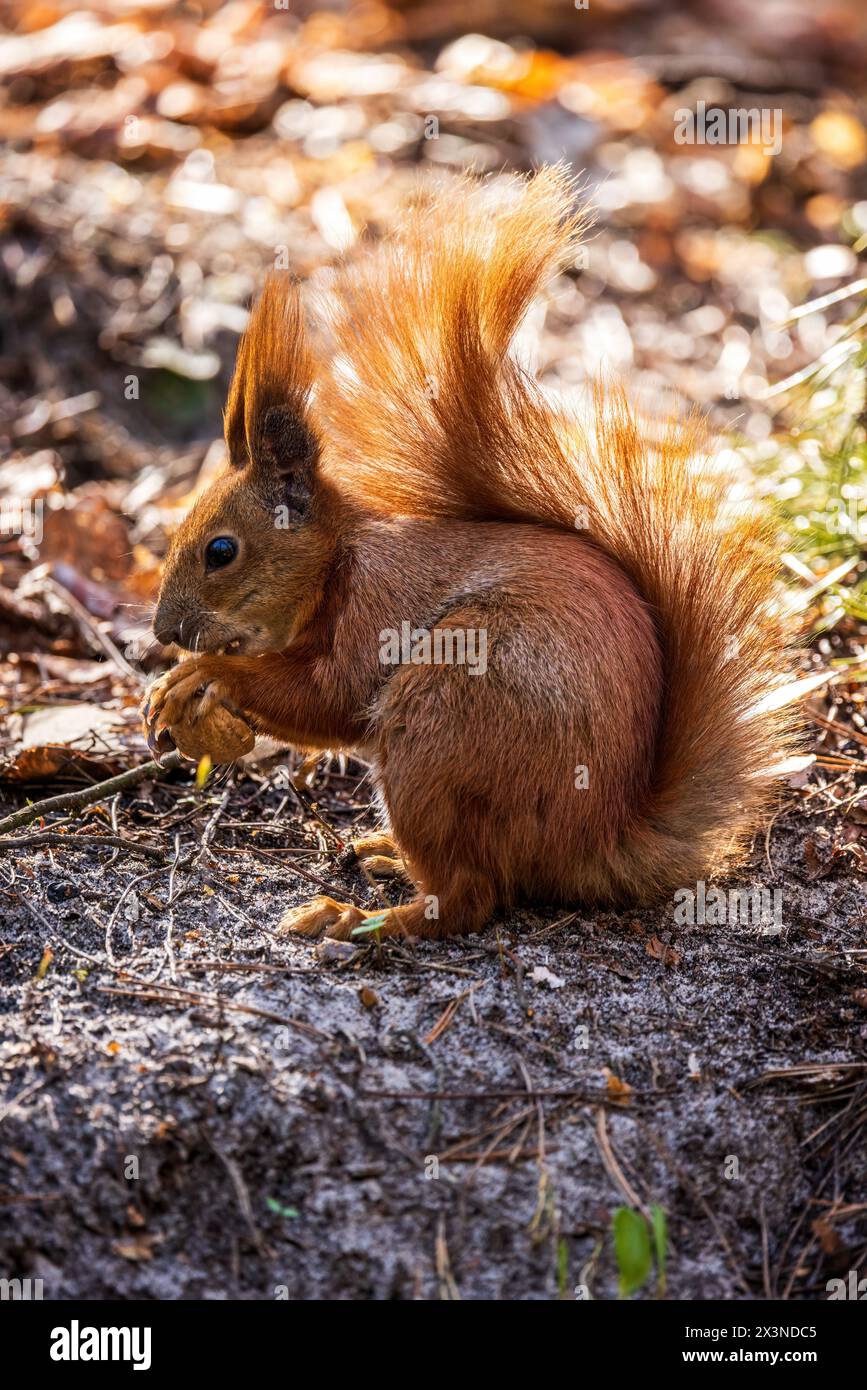 Red squirrel in the forest Stock Photo