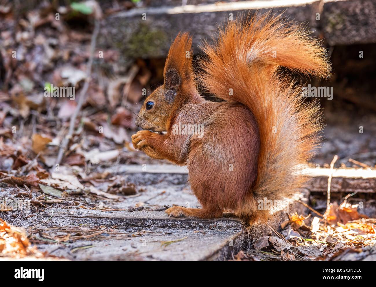 Red squirrel in the forest Stock Photo