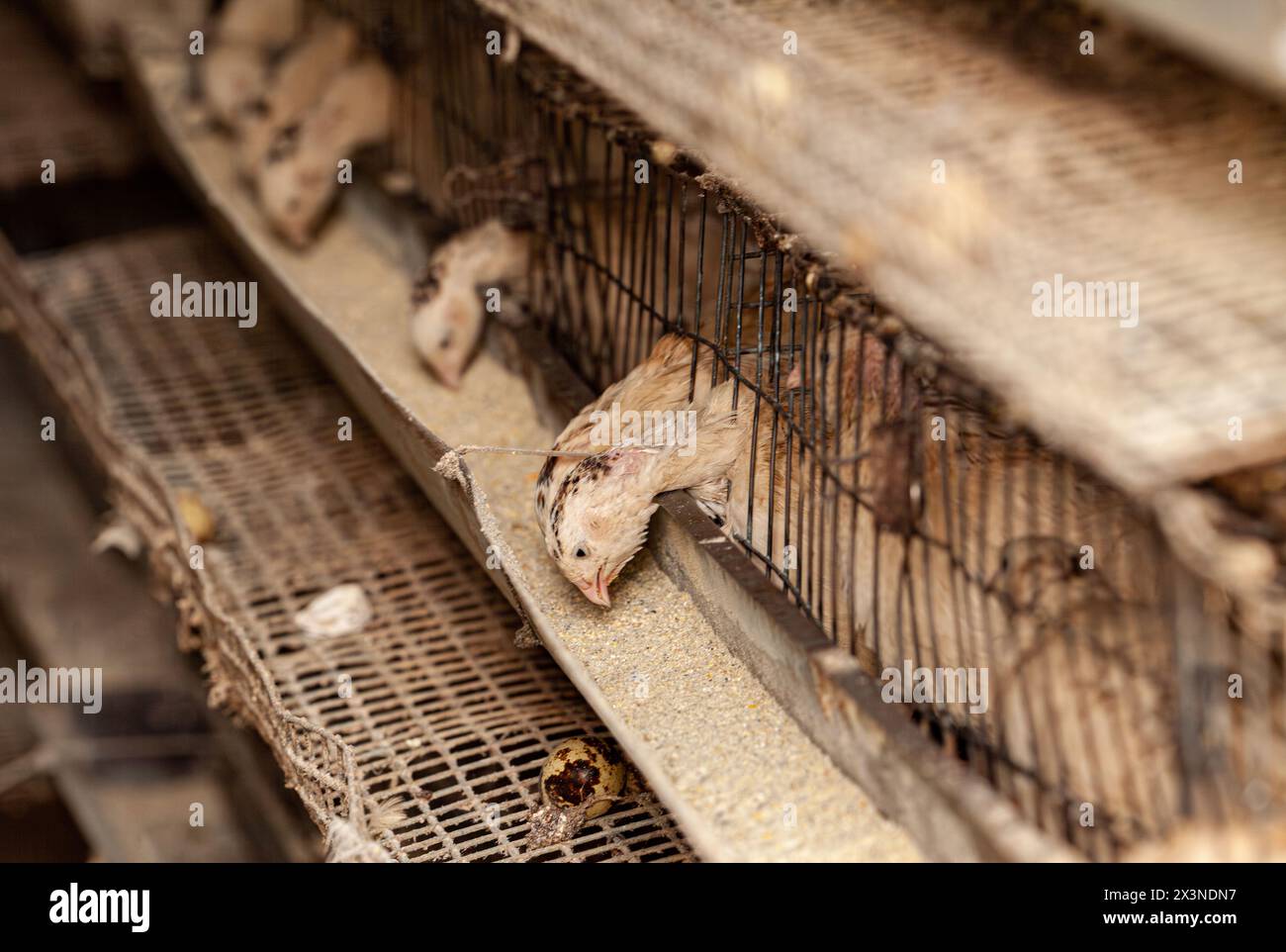 White quail in a cage close-up. Quail Farm Stock Photo