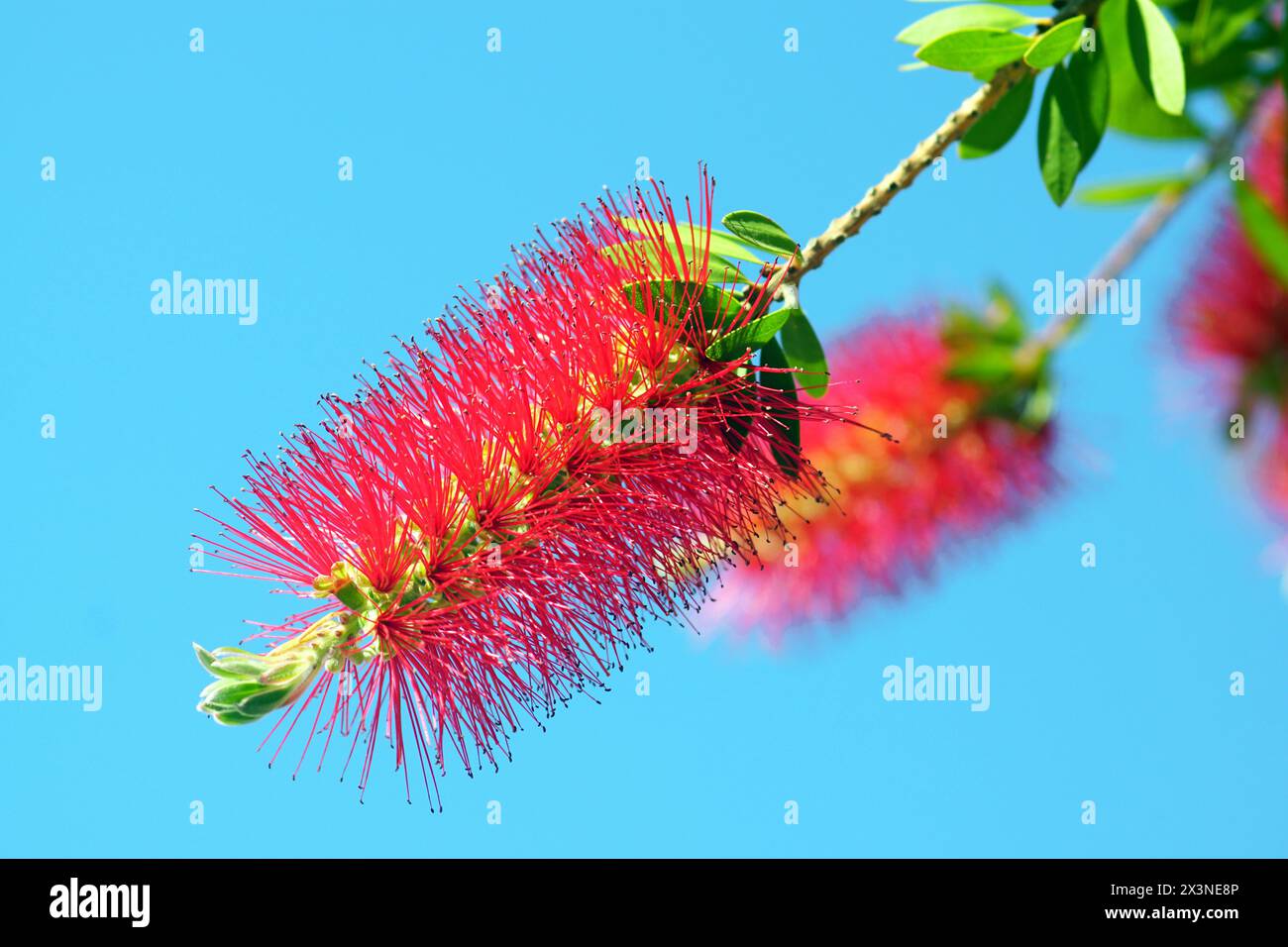 A pair of bright red flowers against a blue sky - close-up of a callistemon bush during flowering Stock Photo