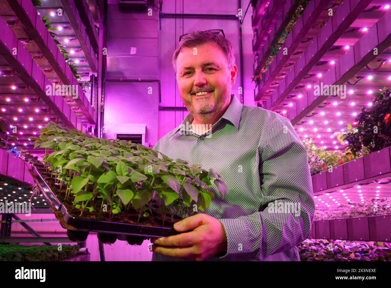 James Hutton Institute  Vertical indoor farm  Hydroponic grow room Inteligent groth solutions  Food Stock Photo