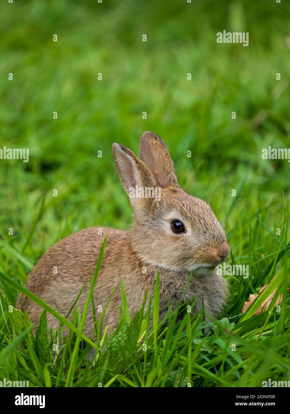 A Wild Rabbit Feeding on Grass Stock Photo - Alamy