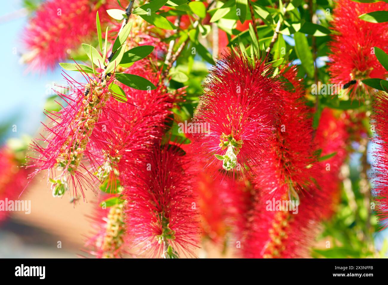 Inflorescences of the Callistemon plant from the Myrtaceae family, photographed at close range on a sunny day Stock Photo
