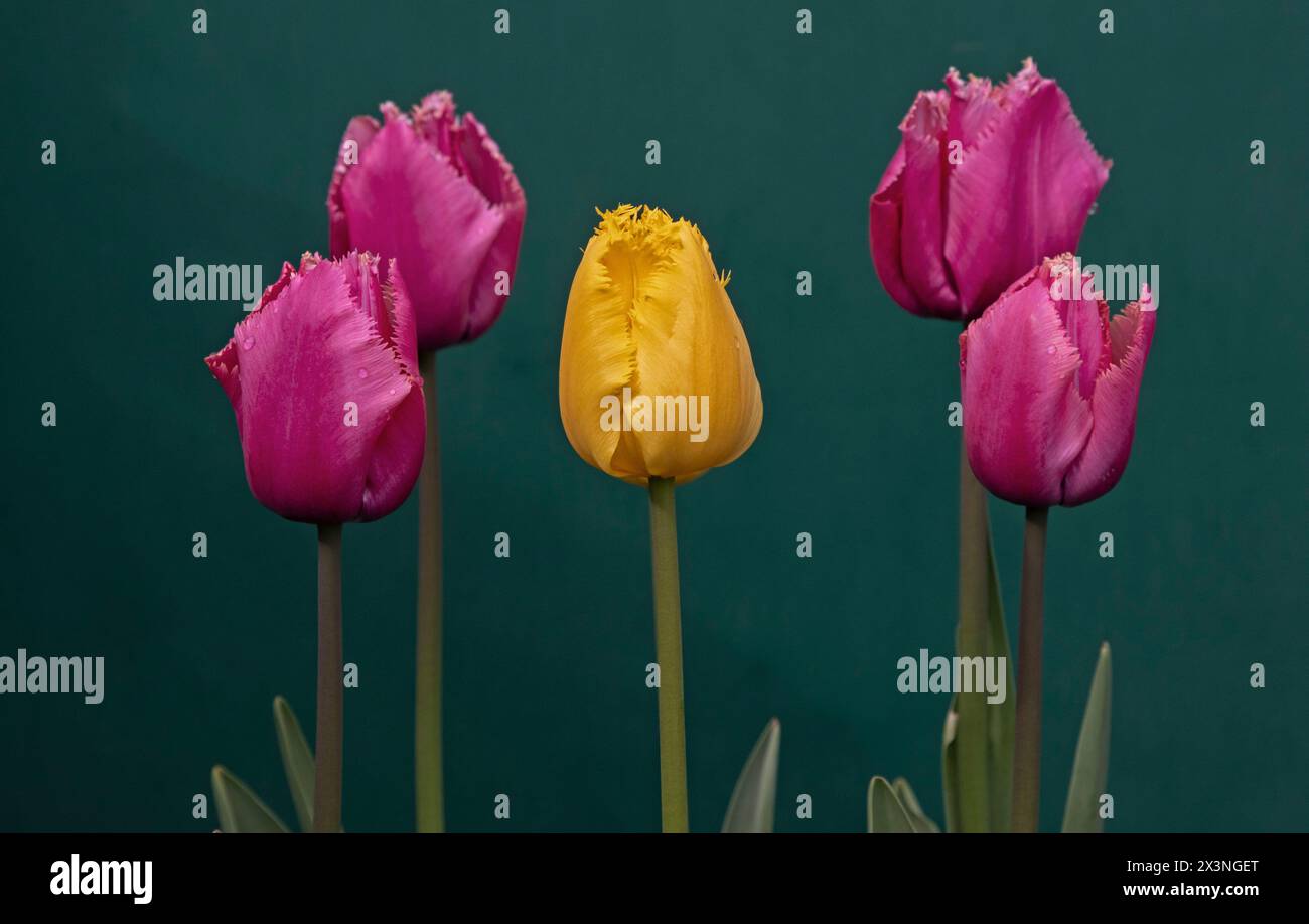 Edinburgh, Scotland, UK. 28th April 2024. Colourful fringed tulips