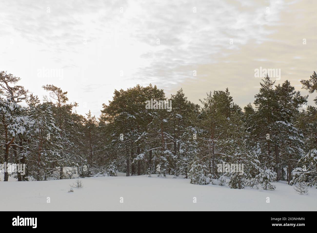 Winter landscape view of forest covered in snow with clouds in the sky, Porkkalanniemi, Kirkkonummi, Finland. Stock Photo