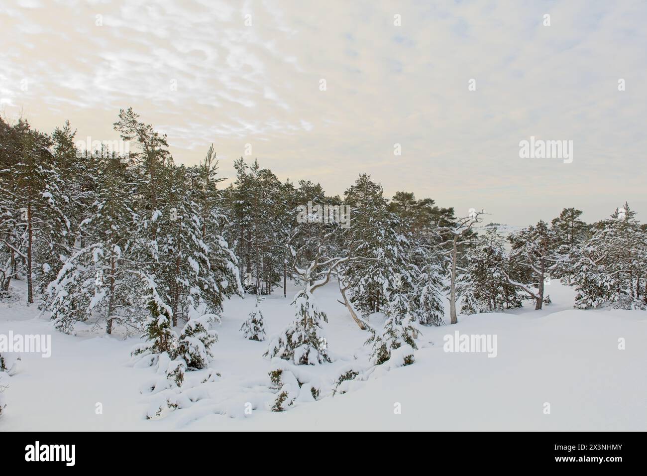Winter landscape view of forest covered in snow with clouds in the sky, Porkkalanniemi, Kirkkonummi, Finland. Stock Photo