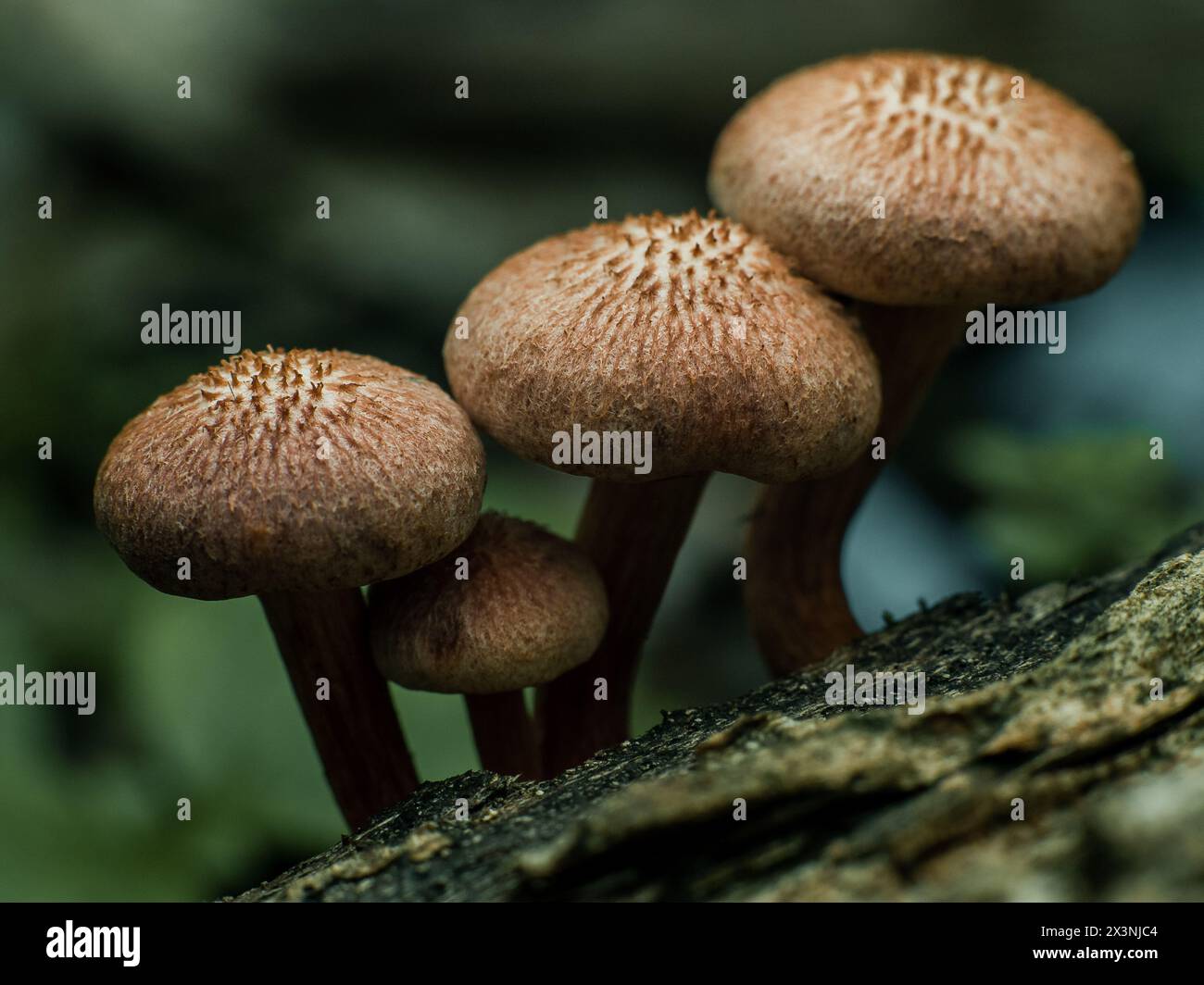 side view of a cluster brown mushroom growing side by side on a brown log Stock Photo