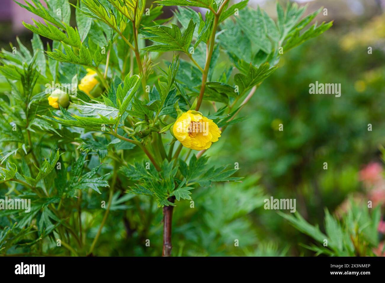 Spring to summer flowering yellow Trollius x Cultorum Superbus in flower in Kent, south-east England Stock Photo