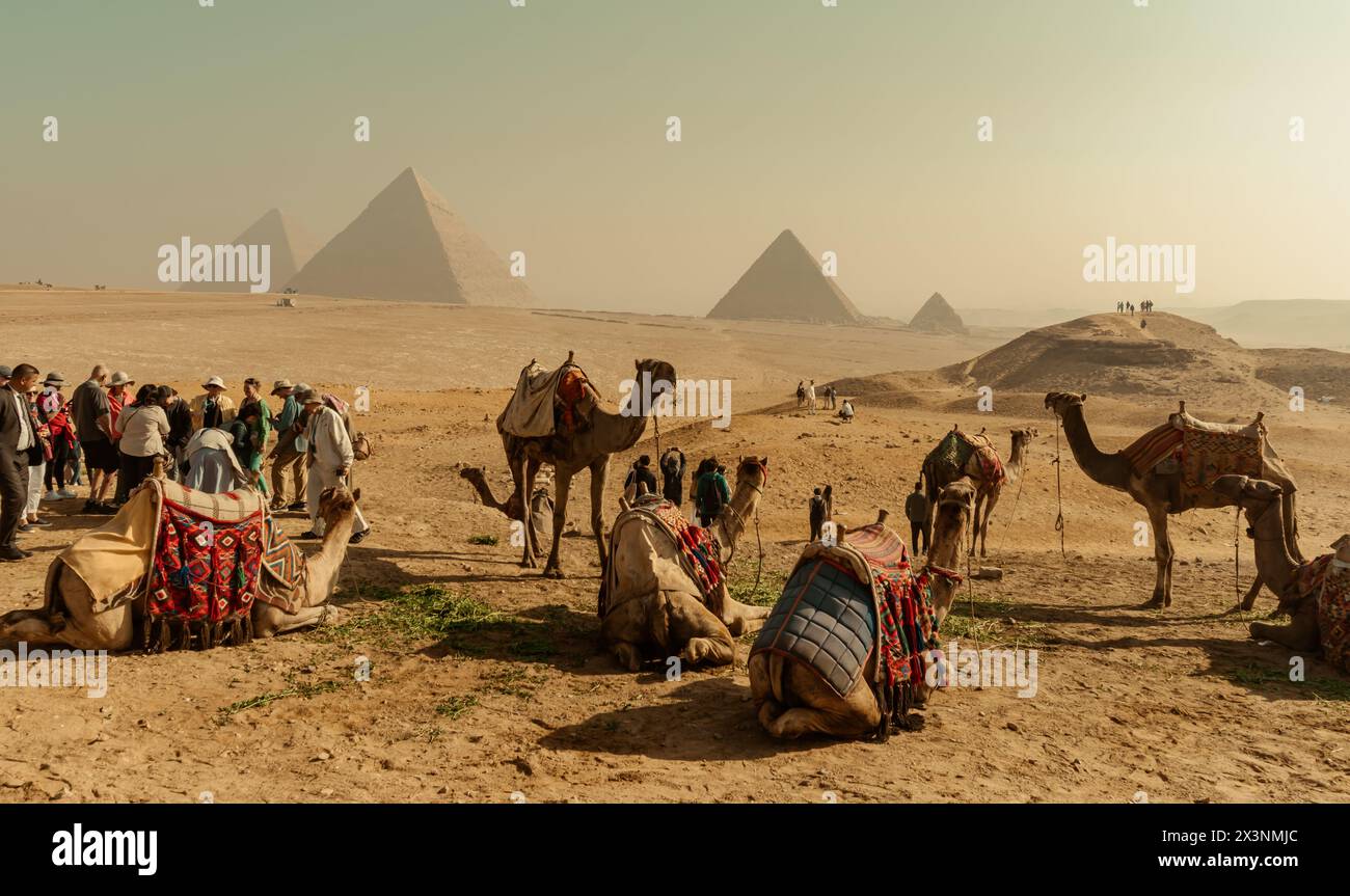 Tourist transport animals at the pyramids of Giza Stock Photo - Alamy