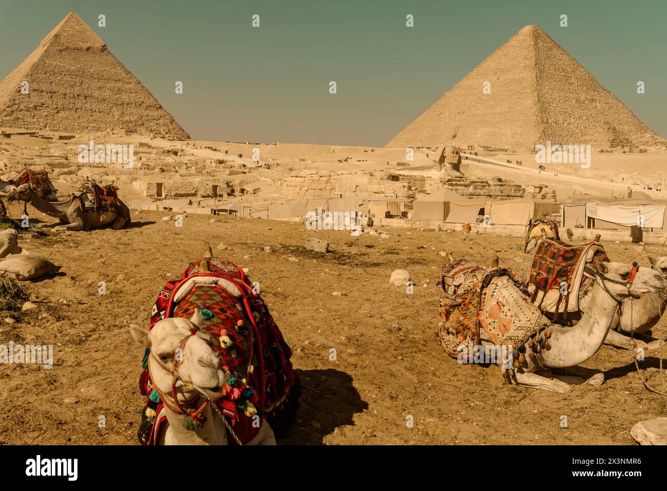 Tourist transport animals at the pyramids of Giza Stock Photo - Alamy