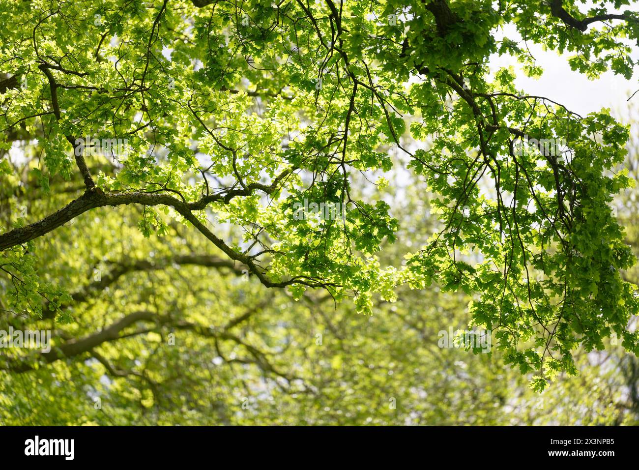 Aachen, Germany. 28th Apr, 2024. Young leaves adorn the trees in the Kurpark. According to the forecast by the German Weather Service (DWD), temperatures could rise to 22 degrees on Sunday. Credit: Henning Kaiser/dpa/Alamy Live News Stock Photo