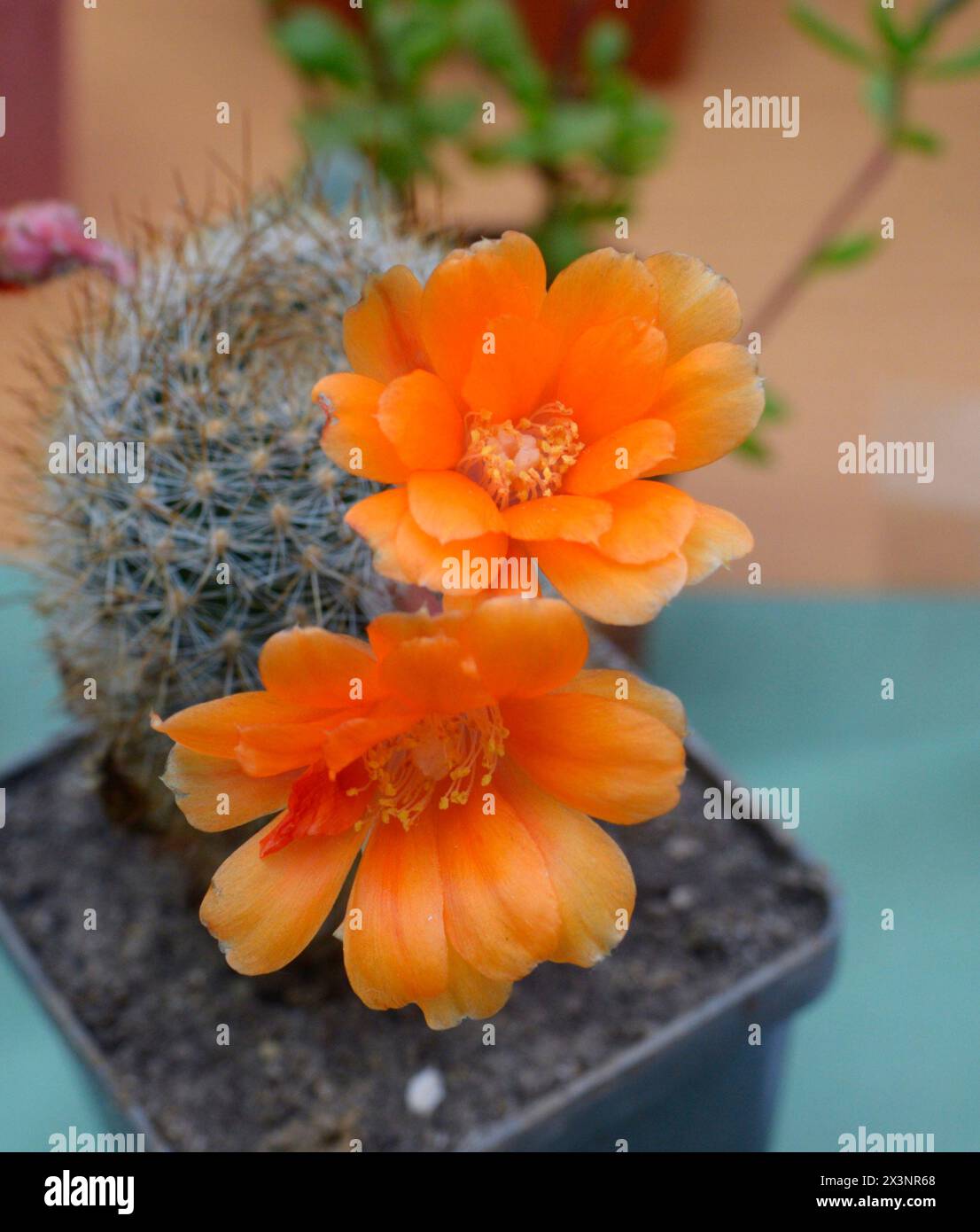 Potted cactus Rebutia xanthocarpa blooming yellow flower. Stock Photo